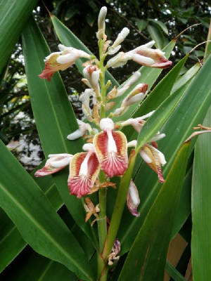 GARDEN_japanese_ginger_95.JPG