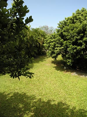 Liligrnbackyard_long.jpg